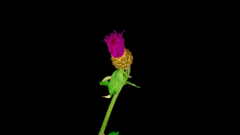 Video Stock Carpobrotus Flower Opening Its Petals On A Black Background Live Wallpaper For PC - On Wallpaper
