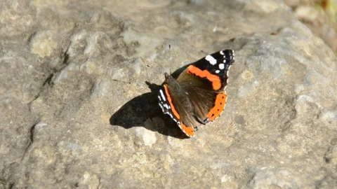 Video Stock Butterfly Sitting On A Rock Live Wallpaper For PC - On Wallpaper