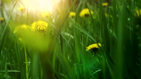 Stock Video Dandelions In The Forest Live Wallpaper For PC - The walking dead Wallpaper