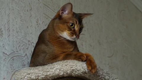 Stock Video Cute Cat At Living Room Live Wallpaper For PC - Stock Video Ice Cubes Thawing On Black Background Animated Wallpaper Wallpaper