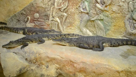 Stock Video Crocodiles In A Zoo Environment Live Wallpaper For PC - Stock Video Ice Cubes Thawing On Black Background Animated Wallpaper Wallpaper