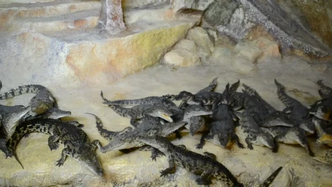 Stock Video Crocodiles In A Large Group Live Wallpaper For PC - Stock Video Ice Cubes Thawing On Black Background Animated Wallpaper Wallpaper