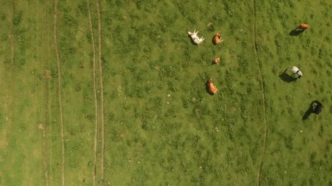 Stock Video Cows Resting In A Field Live Wallpaper For PC - Stock Video Ice Cubes Thawing On Black Background Animated Wallpaper Wallpaper
