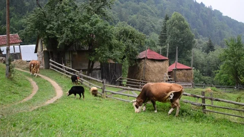 Stock Video Cows In A Mountain Farm Live Wallpaper For PC - Stock Video Ice Cubes Thawing On Black Background Animated Wallpaper Wallpaper