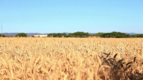 Stock Video Couple Running Through A Wheat Field Live Wallpaper For PC - Lo fi girl Wallpaper