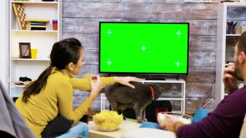 Stock Video Couple Playing With A Cat By The Tv Live Wallpaper For PC - The walking dead Wallpaper