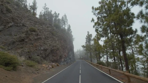 Stock Video Conifers Amongst Low Clouds Live Wallpaper For PC - Lo fi girl Wallpaper