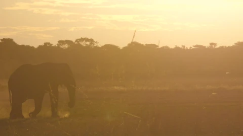 Stock Video Elephant Walking In The Sunset Live Wallpaper For PC - Pc Wallpaper