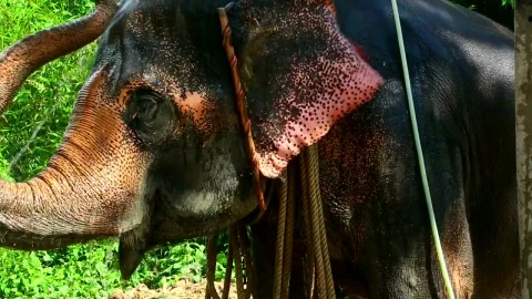 Stock Video Elephant Taking A Shower Live Wallpaper For PC - Pc Wallpaper