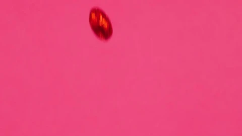 Stock Video Easter Eggs Falling Live Wallpaper For PC - Pc Wallpaper
