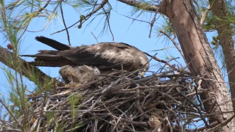 Stock Video Eagle Building A Nest In A Tree Live Wallpaper For PC - Pc Wallpaper