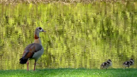 Stock Video Ducks Near A Lake In A Park Live Wallpaper For PC - Pc Wallpaper