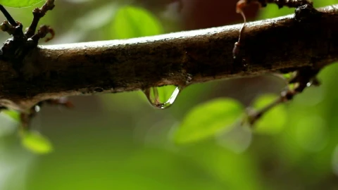 Stock Video Drops Of Rain In A Garden Live Wallpaper For PC - Pc Wallpaper