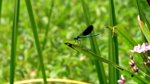 Stock Video Dragonfly Sitting On A Branch Live Wallpaper For PC - Pc Wallpaper