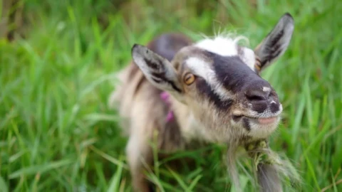 Stock Video Domestic Goat In The Pasture Live Wallpaper For PC - Pc Wallpaper