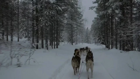 Stock Video Dogsled Team Heading Through A Forest Live Wallpaper For PC - Pc Wallpaper