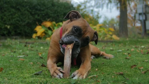 Stock Video Dog Playing With Wooden Stick Live Wallpaper For PC - Pc Wallpaper