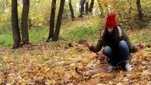 Stock Video Dog Playing With Leaves Live Wallpaper For PC - Pc Wallpaper