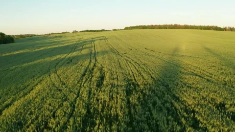 Stock Video Flying Over A Green Field Live Wallpaper For PC - Lo fi girl Wallpaper