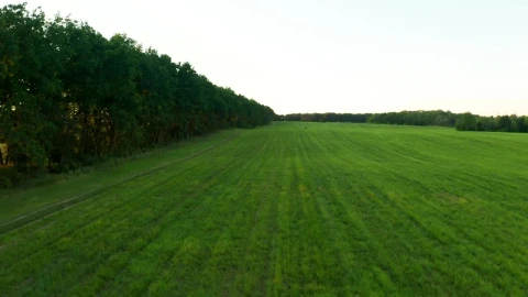 Stock Video Flying Over A Green Field And A Tree Line Live Wallpaper For PC - Lo fi girl Wallpaper