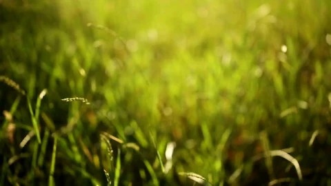 Stock Video Grass Moved By The Wind Live Wallpaper For PC animated wallpaper preview