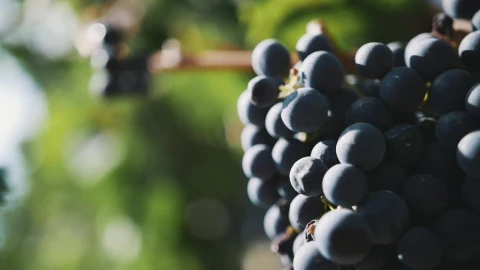 Stock Video Grapes In A Vineyard Live Wallpaper For PC animated wallpaper preview