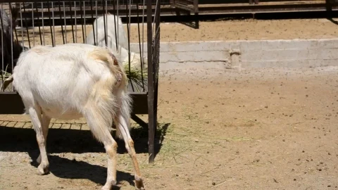 Stock Video Goats Eating At A Farm Live Wallpaper For PC animated wallpaper preview