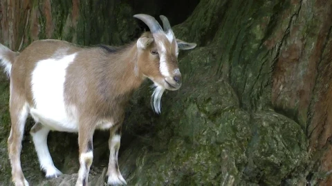 Stock Video Goat With Small Horns Live Wallpaper For PC animated wallpaper preview