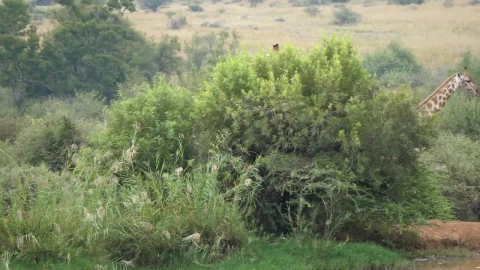 Stock Video Giraffes Looking For Food In The Savanna Live Wallpaper For PC - Live Wallpaper