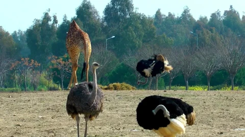 Stock Video Giraffes And Ostriches In The Zoo Live Wallpaper For PC - Live Wallpaper