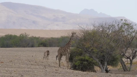 Stock Video Giraffe Eats From A Tree On The Savanna Live Wallpaper For PC - Live Wallpaper