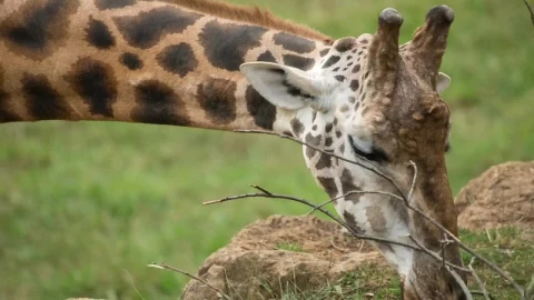 Stock Video Giraffe Eating Live Wallpaper For PC - Live Wallpaper