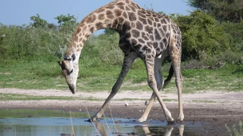 Stock Video Giraffe Drinking From A Pond Live Wallpaper For PC - Live Wallpaper
