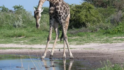 Stock Video Giraffe Bending Down To Drink At The Pond Live Wallpaper For PC - Live Wallpaper