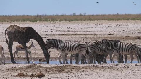 Stock Video Giraffe And A Herd Of Zebras Scare Up On A Live Wallpaper For PC - Live Wallpaper
