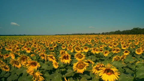 Stock Video Gigantic Field Of Sunflowers On A Sunny Day Live Wallpaper For PC - Live Wallpaper