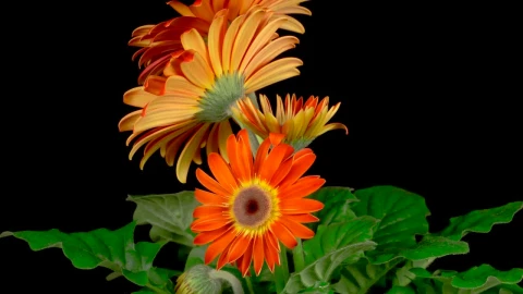 Stock Video Gerbera Orange Flower Opens Live Wallpaper For PC - Live Wallpaper