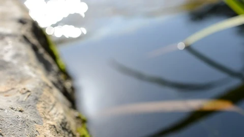 Stock Video Gentle Stream In A Garden Live Wallpaper For PC - Live Wallpaper