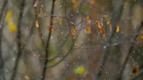 Stock Video Gentle Snow In The Autumn Live Wallpaper For PC - Live Wallpaper