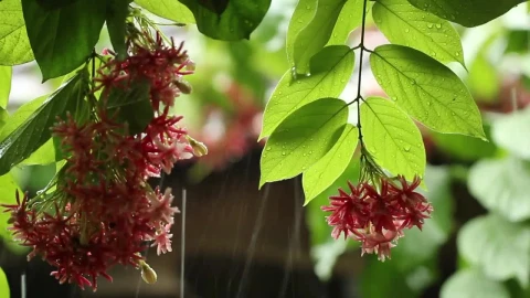 Stock Video Gentle Rain Splashing On Flowers Live Wallpaper For PC - Live Wallpaper
