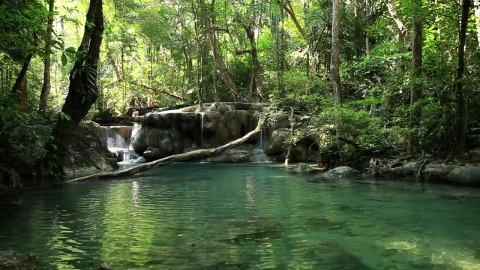 Stock Video Gentle Forest River And Waterfall Live Wallpaper For PC - Live Wallpaper