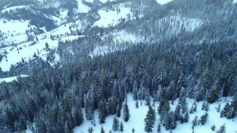 Stock Video Frozen Forest On A Mountain Aerial View Live Wallpaper For PC - Live Wallpaper
