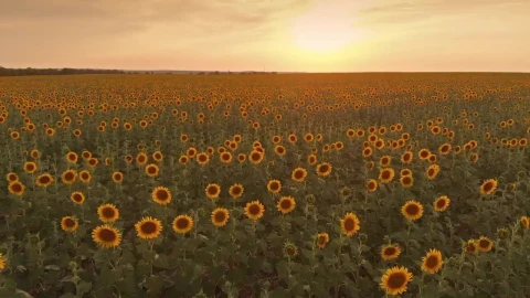 Stock Video Huge Field Of Sunflowers At Sunset Animated Wallpaper - Animated Wallpaper