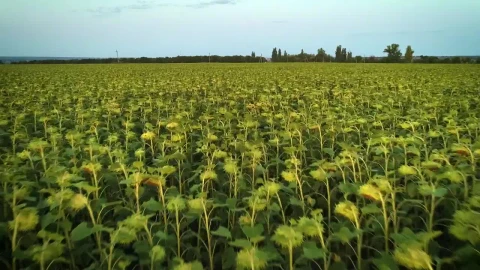 Stock Video Huge Field Full Of Sunflowers Animated Wallpaper - Animated Wallpaper