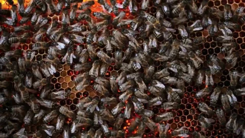 Stock Video Honeycomb Full Of Bees Animated Wallpaper - Animated Wallpaper