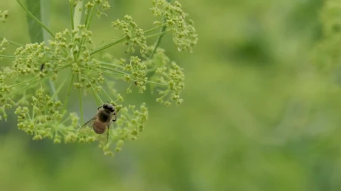 Stock Video Honeybee Feeding On A Flower Animated Wallpaper - Animated Wallpaper