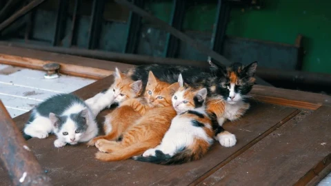 Stock Video Homeless Cats On A Wooden Door Animated Wallpaper - Animated Wallpaper