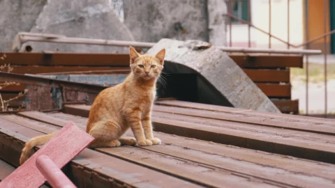 Stock Video Homeless Cat Standing On The Landfill Animated Wallpaper - Animated Wallpaper