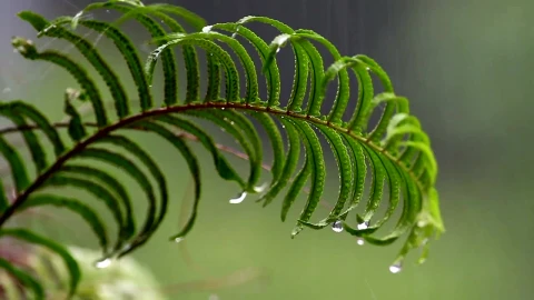 Stock Video Heavy Rain Falling On A Fern Animated Wallpaper - Animated Wallpaper