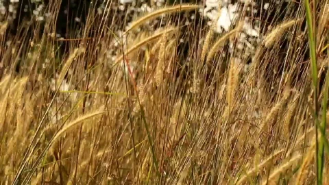 Stock Video Long Grass Blowing In A Field Animated Wallpaper - In Wallpaper